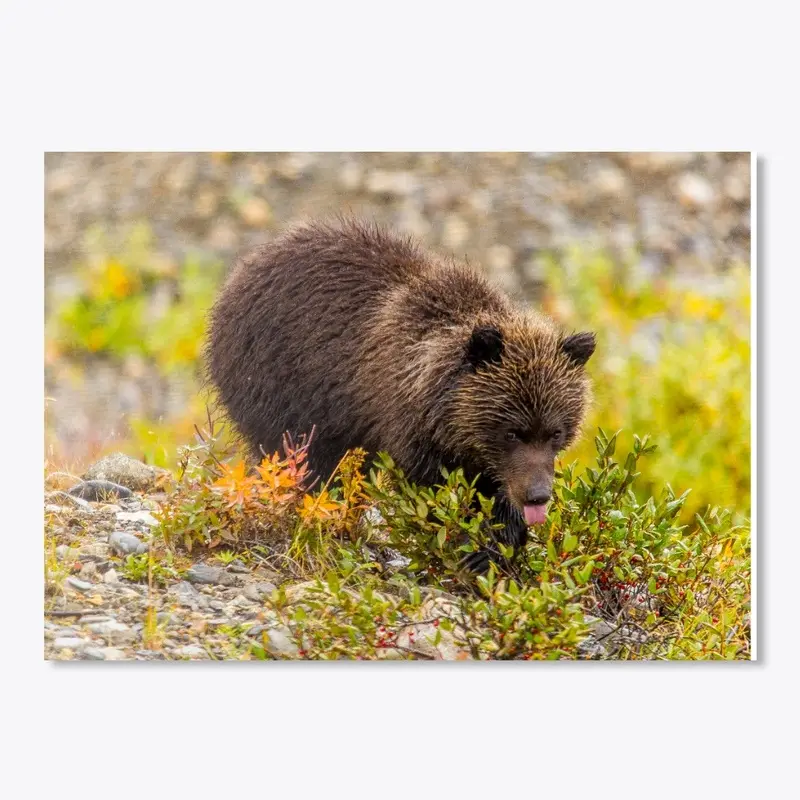 Grizzly Cub in Denali