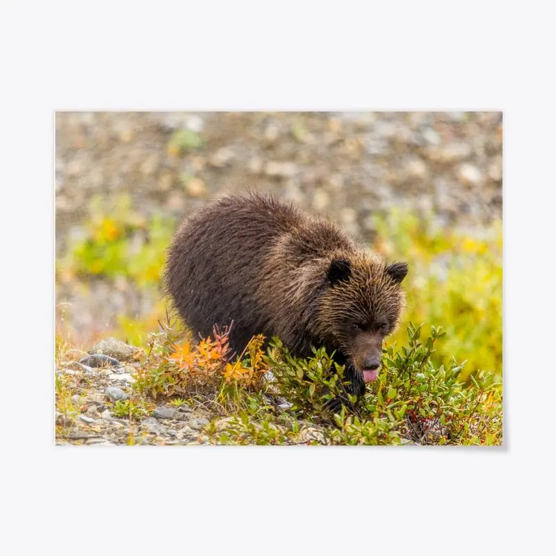 Grizzly Cub in Denali